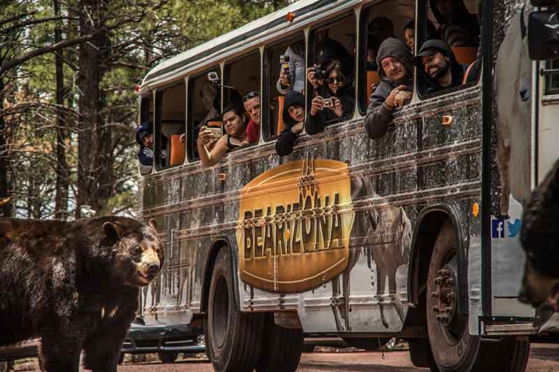 Bearizona Wild Ride Bus Tour | Arizona Attractions