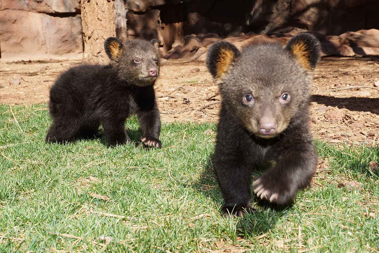 Bearizona Wildlife Park - Bear Cubs | Arizona Attractions
