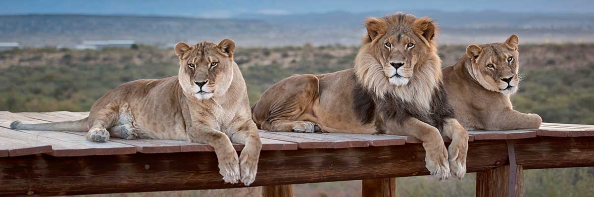 Out of Africa Wildlife Park Lion Pride | Arizona Attractions