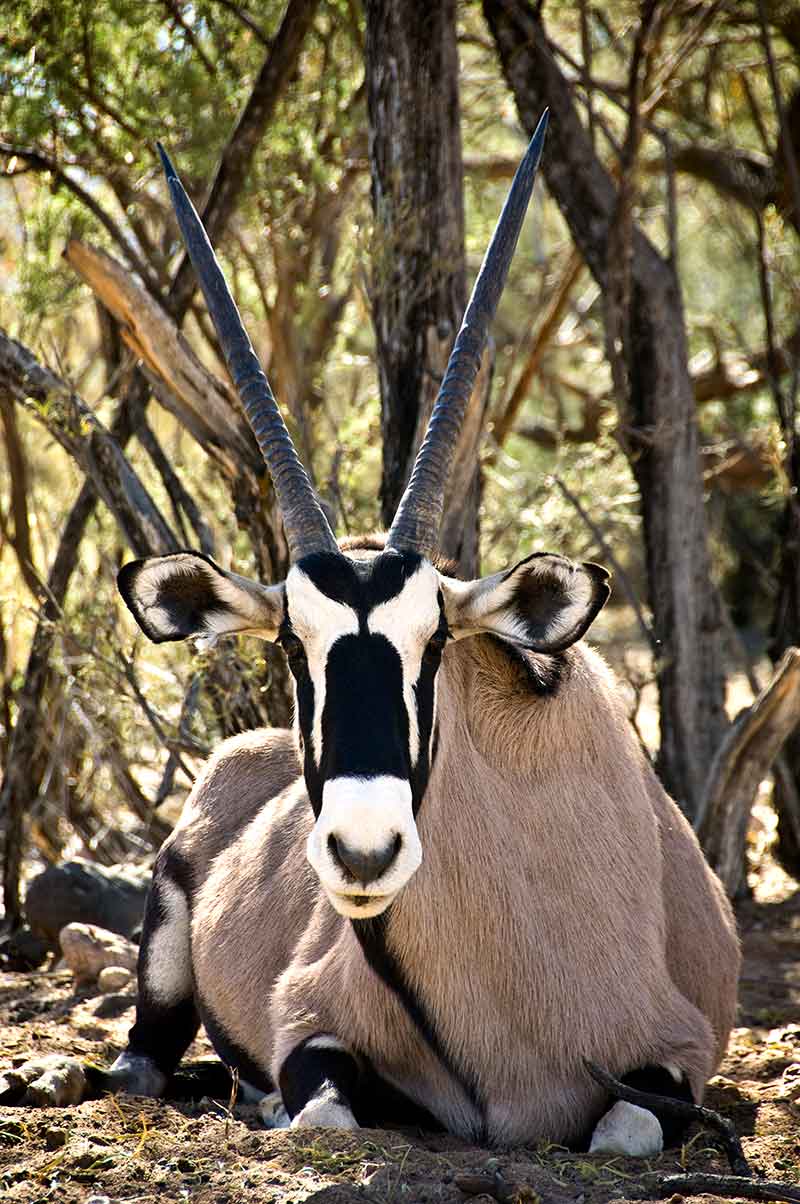 Out of Africa Wildlife Park - Gemsbok