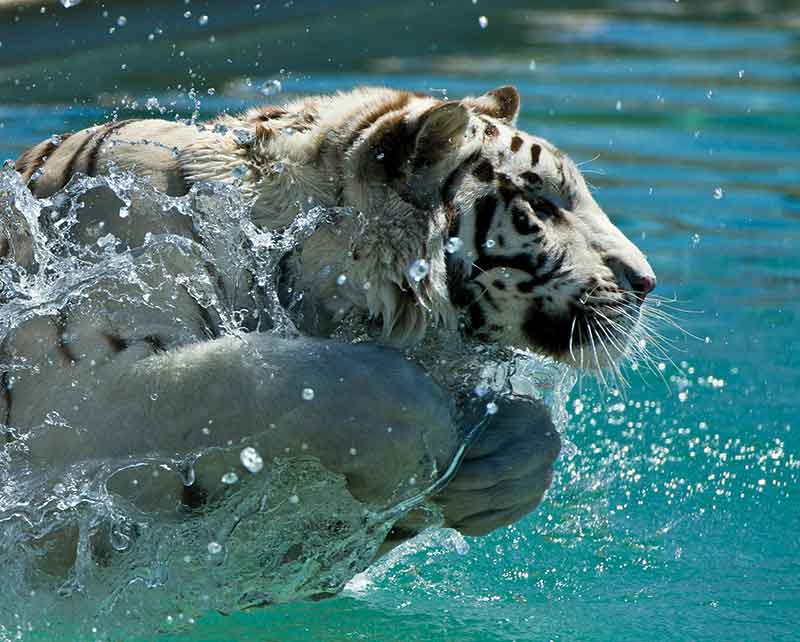 Out of Africa Wildlife Park - Tiger Splash - Close