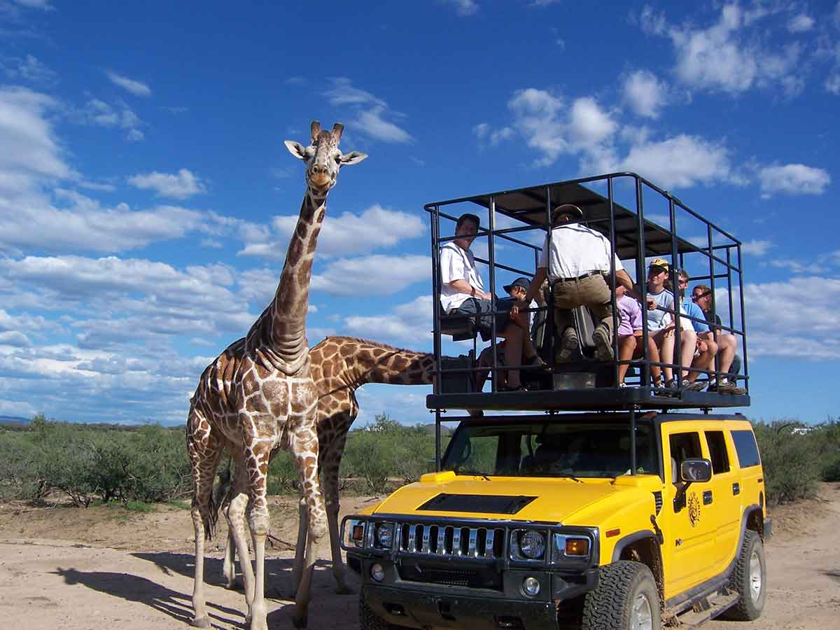 Out of Africa Wildlife Park VIP Tour Giraffes Hummer