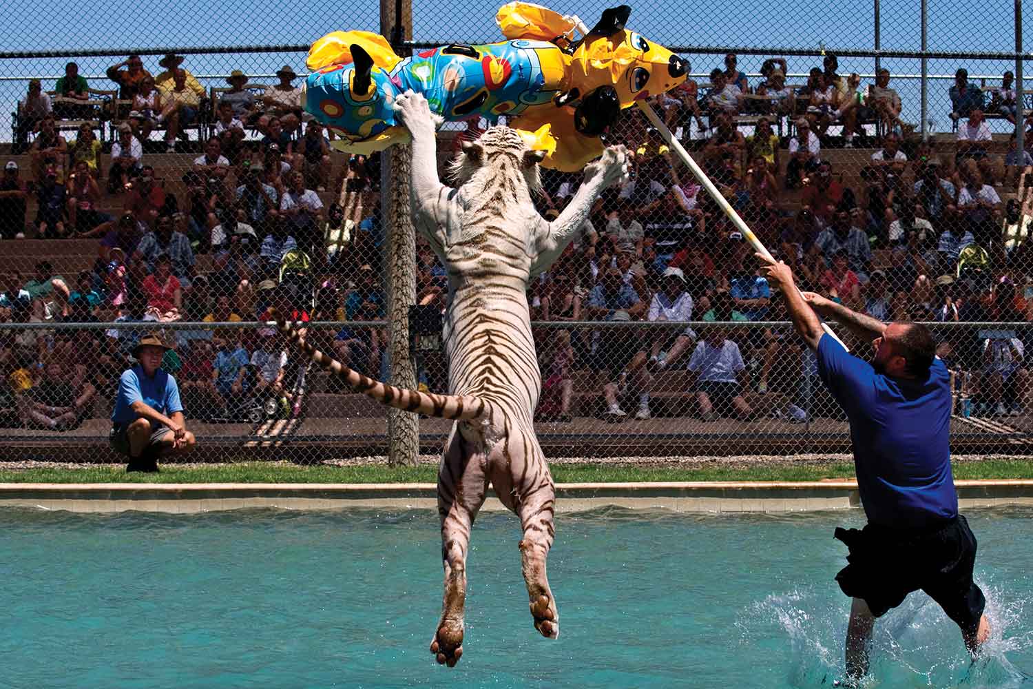 Tiger Splash Out of Africa | Things to do in Arizona
